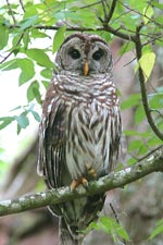 A Barred Owl