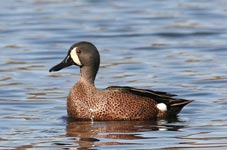 Blue-winged Teal