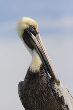 Brown Pelican