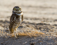 Burrowing Owl