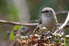 Bushtit