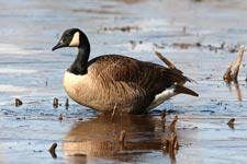 Canada Goose