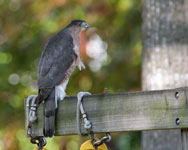 Cooper's Hawk