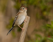 Field Sparrow