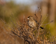 Golden-crowned Sparrow