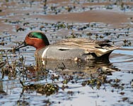 Green-winged Teal