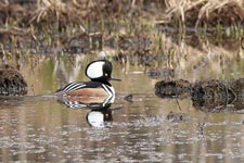 Hooded Merganser