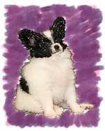 Lexi, a Papillon Puppy