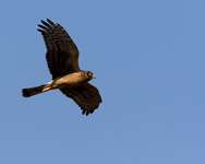 Northern Harrier