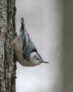 White-Breasted Nuthatch