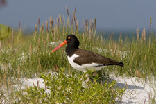 American Oystercatcher