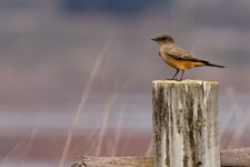 Say's Phoebe