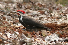 Pileated Woodpecker