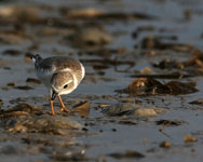 Piping Plover