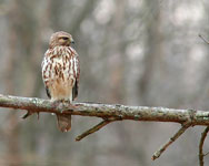 A Red-shouldered Hawk