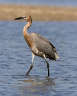 Reddish Egret