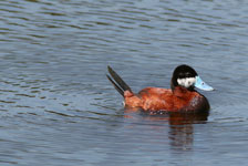 Ruddy Duck Drake