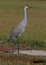 Sandhill Crane