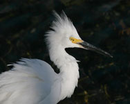 Snowy Egret