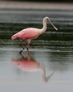 Roseate Spoonbill