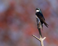 Tree Swallow