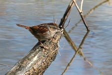 Swamp Sparrow