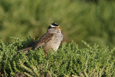 White-crowned Sparrow